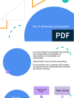 Divisiones Del Encéfalo - 240411 - 100918