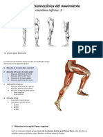 Tema 8.3 Anatomia Miembro Inferior 3