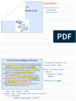 Chapter 14 (Citric Acid Cycle - Krebs Cycle)