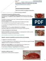 Activité 2 La Structure Interne Et Externe Du Cerveau