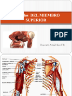 8músculos Del Miembro Superior