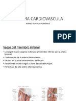 SISTEMA CARIDOVASCULAR Repaso Periférico