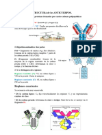 ESTRUCTURA de Los ANTICUERPOS