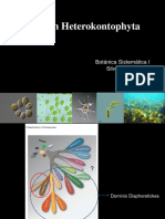 Heterokontophyta Generalidades + Bacillariophyceae