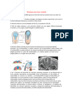 Sistema Nervioso Central 2.0