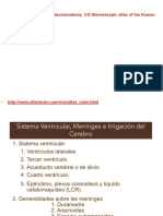 Meninges, SV e Irrigación20