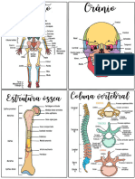 FlashCards Anatomia Desenhada Felipe e Bruna Definitivo