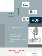 Curso Básico de Poda 2023 Fisiologia