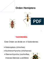 Tema 10 - Orden Hemiptera