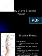 Plexul Brahial