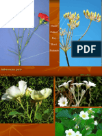 Inflorescence Types