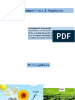 Photosynthesis Respiration