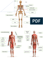 Esqueleto - Miologia