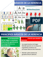 Los Principios Basicos de La Herencia