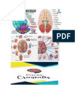 Evaluacion de Los Pares Craneales