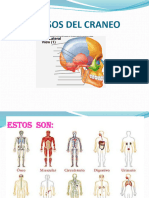 Osteologia-Generalidades-Clasificacion de Los Huesos 2022