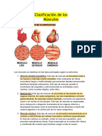 Clasificación de Los Musculos