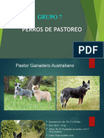 Akc Grupo 7. Perros de Pastoreo