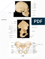 Skeletal System (BONES)