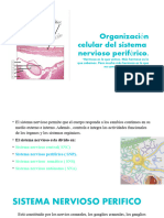 Sistema Nervioso Periferico