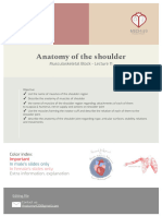 Anatomy of The Shoulder