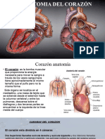 Anatomia Del Corazón (Autoguardado)