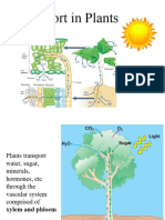 Transport in Plants