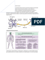 Anatomia y Funciones Del Cuerpo Humano