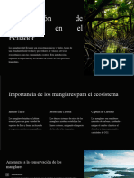 Conservación de Manglares