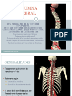 LACOLUMNAVERTEBRAL