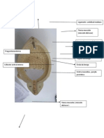 Fotos Anatomia SISTEMA URINÁRIO