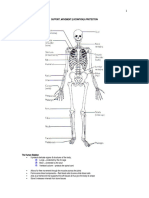 Skeletal System