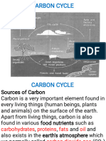 Carbon Cycle Notes