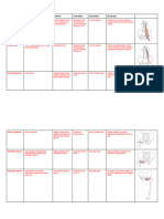 Lower Limb Muscles - Edit