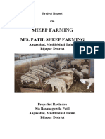 Sheep Farming