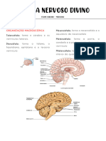 Estudo APG 01 - Sistema Nervoso Divino