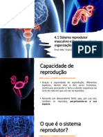 4.1 Sistema Reprodutor Masculino e Feminino Origem, Organização Geral e Histologia