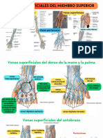 Venas Superficiales y Drenaje Linfático Del Miembro Superior