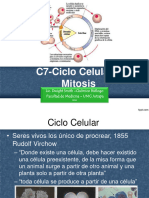 C7 Ciclo Celular