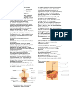 GUÍA DE CIENCIAS NATURALES Sisitema Digestivo