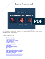 Cardiovascular System Anatomy and Physiology