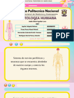 Sistema Periférico Nervioso