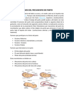 Fases de Mecanismo de Parto