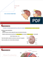 Irrigacion Vascular Del Cerebro