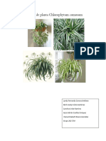 Reporte de Planta Chlorophytum Comosum