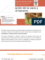 Alimentacion de La Vaca y El Becerro