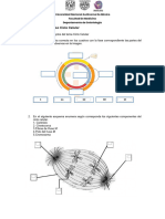 Actividad Ciclo Celular-1