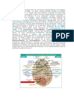 La Rodilla Anatomia