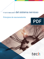 Formación Del Sistema Nervioso