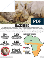 Black Rhinos